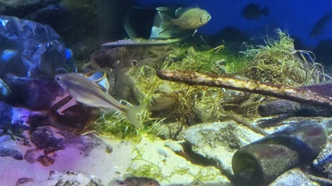 Plastic waste at the bottom of the oceanarium, pollution concept. Stock Footage 287092756