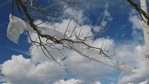Plastic Waste Caught in Tree Branch Under Blue Sky Vidéo 335460686