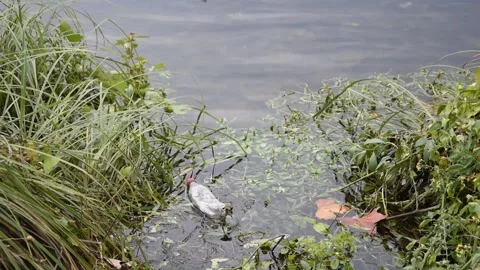 Plastic waste Stock Footage 141311535