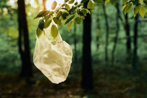 Plastic waste left in forest Stock Photos