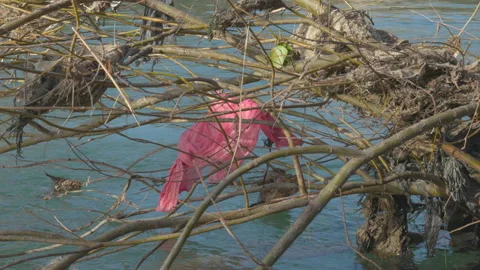 Plastic waste on river bank 動画素材 236909055