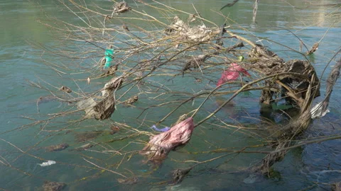 Plastic waste stuck on branches in the river 動画素材 236905847