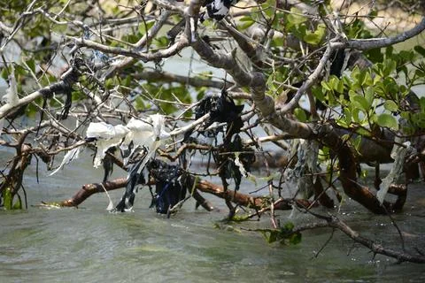 Plastic waste stuck in tree branches above the water Stock Photos
