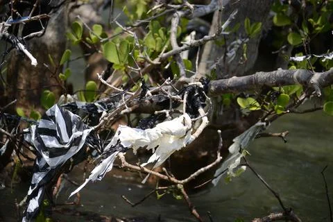 Plastic waste stuck in tree branches above the water Stock Photos