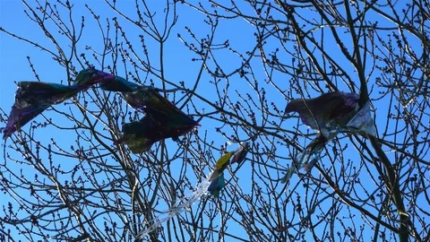 Plastic waste stuck in a tree Stock Footage 126058889