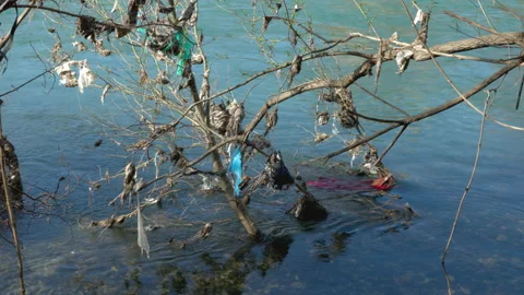 Plastic waste on tree branches by the river 動画素材 236836855