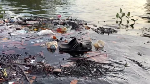 Plastic waste in tropical mangrove forests. 4K Stock Footage 290354634