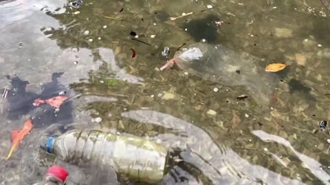 Plastic waste in tropical mangrove forests. 4K Stock Footage 290354673