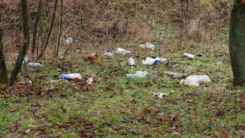A plastic water bottle on broken tree branches near the river 库存影片 83673930