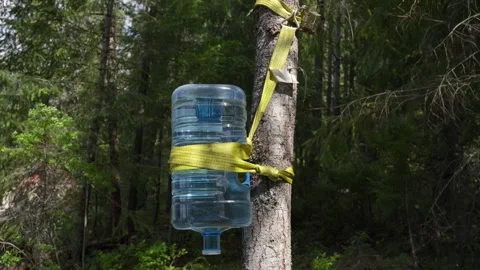 Plastic water container strapped to a tree in forest environment Stock Footage 312898227