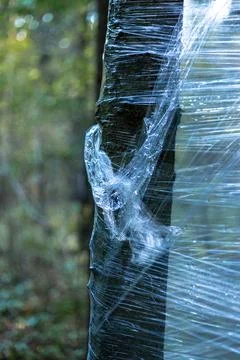 Plastic wrap on trees in the forest Stock Photos