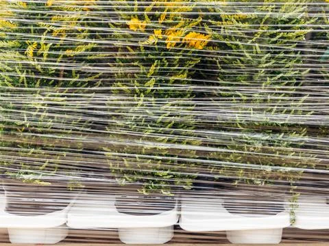 Plastic wrapped plants ready for export Stock Photos