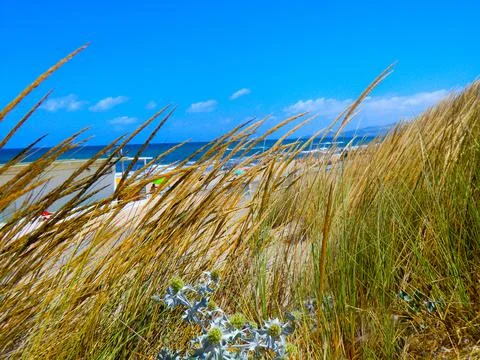 PLATAMONA Stock Photos