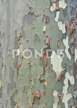 Platan bark background Stock Photos