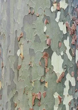 Platan bark background Photos