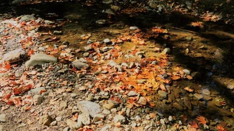 PLATAN LEAVES  ON RIVER Video stock 279997743