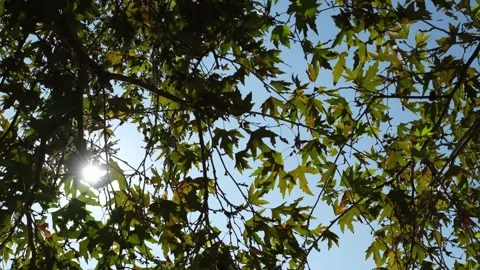 PLATAN LEAVES WITH SUN LIGHTS PLATANUS TREE Stock Footage 345501017