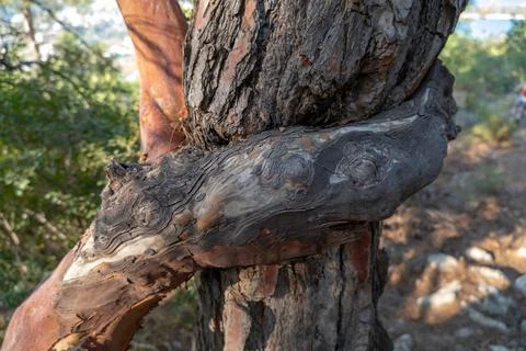 A platan tree wraps around another tree Stock Photos