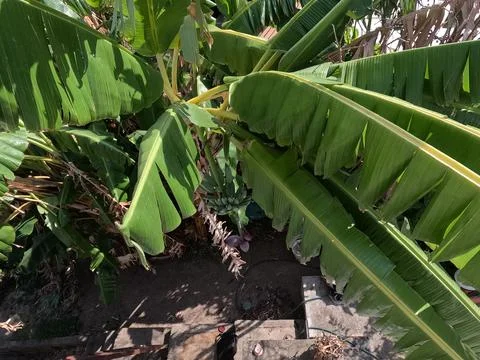 Platanal Palm Stock Photos