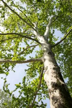 Platanetree Фото