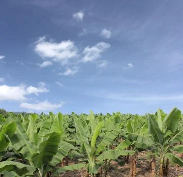 Platano. Stock Photos