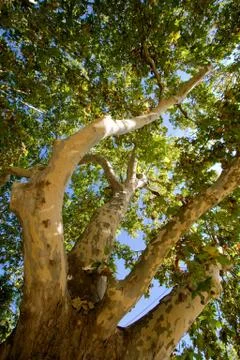 Platanum trunk and branches Stock Photos