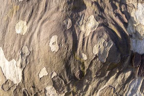 Platanus acerifolia (plane tree) - knobs, wrinkles and scaly bark. Uneven and 스톡 사진