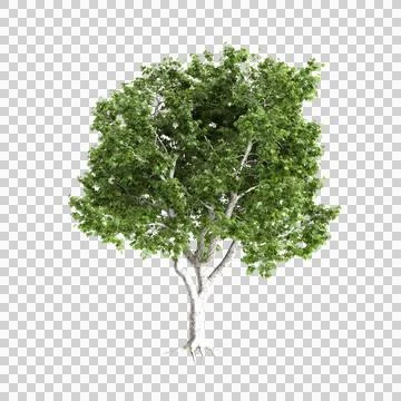 Platanus acerifolia Willd trees 3d illustration on transparent background Stock Illustration