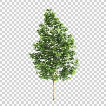 Platanus acerifolia Willd trees 3d illustration on transparent background Stock Illustration