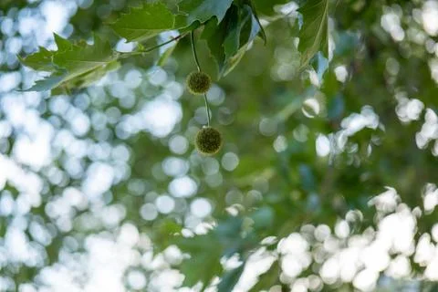 Platanus balls close up Stock Photos