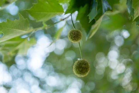 Platanus balls close up Stock Photos