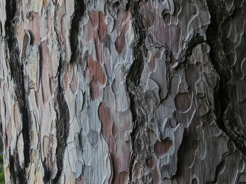 Platanus bark background Stock Photos