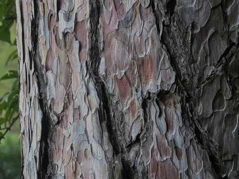 Platanus bark close up Stock Photos