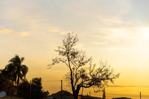 Platanus  hispanica tree in contrast to dramatic sunset sky Stock Photos