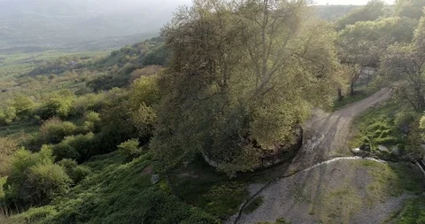 Platanus TNJRI. Oldest Tree. 4.25 211224 24 3_CC. Stock-Footage 91252472