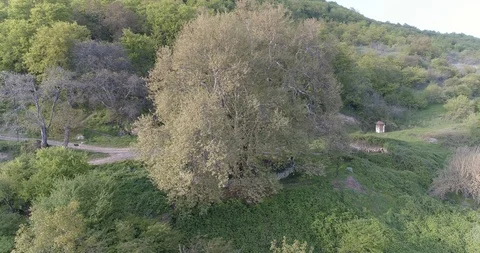 Platanus TNJRI. Oldest Tree. 4.25 25944 16 2_CC. Stock Footage 91252499