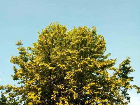 Platanus tree in Maramures county Stock-Fotos