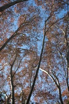 Platanus tree Foto stock