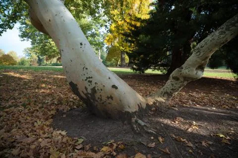 Platanus tree Stock Photos