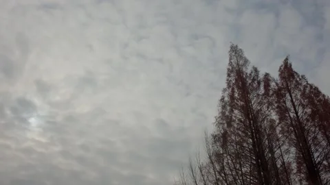 Platanus trees Stock Footage 297140459