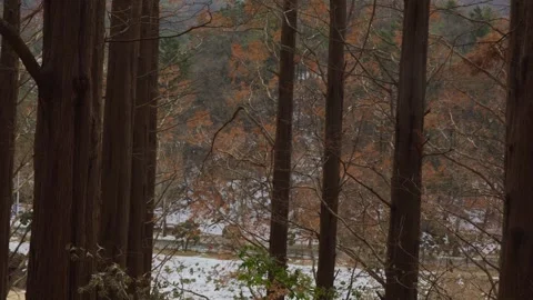 Platanus trees Stock Footage 297140516