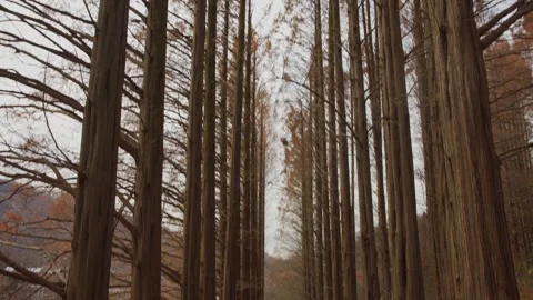 Platanus trees Stock Footage 297140555