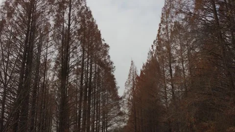 Platanus trees Video stock 297140570