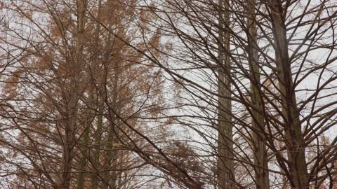 Platanus trees Stock Footage 297140736