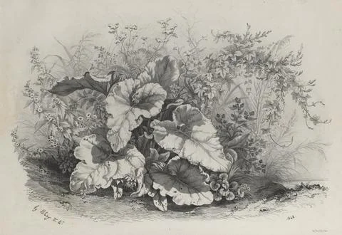 Plate 1 from ?: Plant Study from Group of Various Plants Drawn and Lithogra.. Stock Illustration