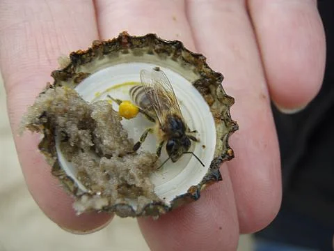 A plate for a Bee Stock-Fotos