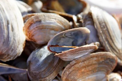A plate of clams. Stock Photos