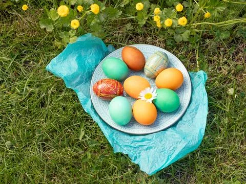 Plate with colored Easter eggs on green grass with yellow Persian buttercup. Stock Photos