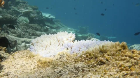 Plate coral bleached section on dead colony Video stock 66253127