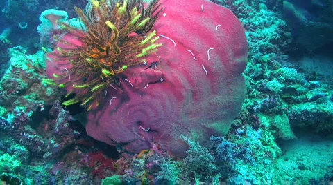 Plate coral 動画素材 351765